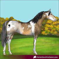 Horse Color:Buckskin Dun Sabino 