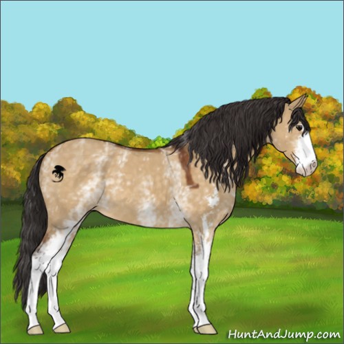 Horse Color:White Spotted Buckskin Dun Sabino 