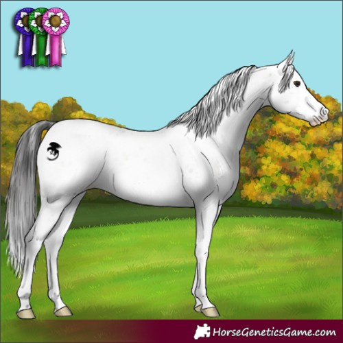 Horse Color:Brown Dun Sabino