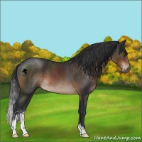 Horse Color:Brown Sabino 