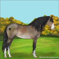 Horse Color:Brown Dun Sabino 