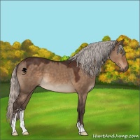 Horse Color:Silver Brown Dun Sabino 