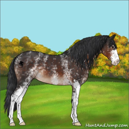 Horse Color:White Spotted Brown Sabino 