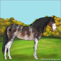 Horse Color:White Spotted Brown Sabino 