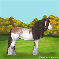 Horse Color:White Spotted Bay Splash and White Spotted Bay Splash