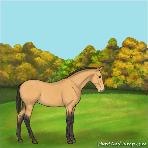 Horse Color:Buckskin 