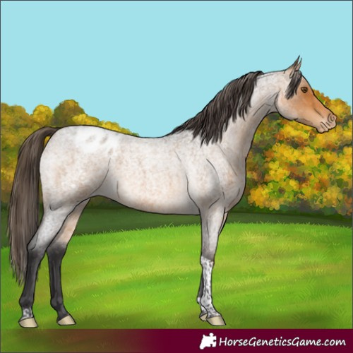 Horse Color:Buckskin Roan Tobiano Blanket Rabicano 