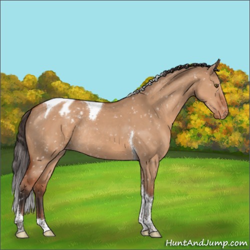 Horse Color:Bay Dun Sabino Tobiano Appaloosa Rabicano 