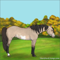 Horse Color:Bay Dun Frame 