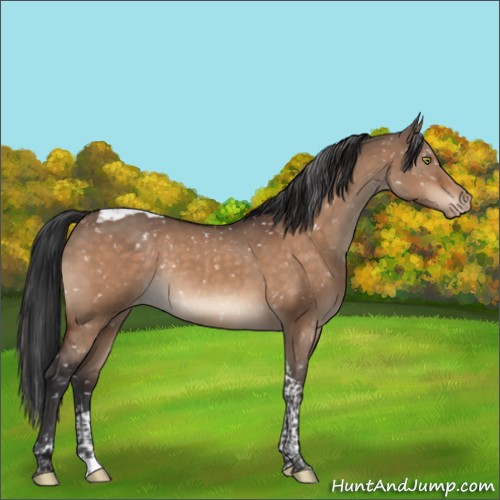 Horse Color:Brown Dun Tobiano Appaloosa Rabicano 