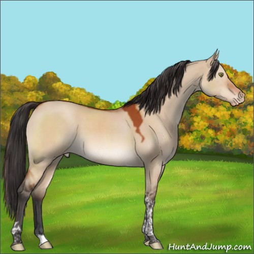 Horse Color:Bay Dun Tobiano Appaloosa Rabicano 