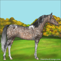 Horse Color:Brown Dun Tobiano Appaloosa Rabicano 