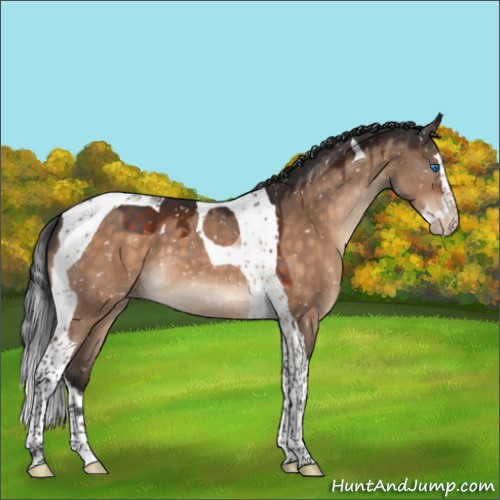 Horse Color:Brown Dun Splash Tobiano Appaloosa 