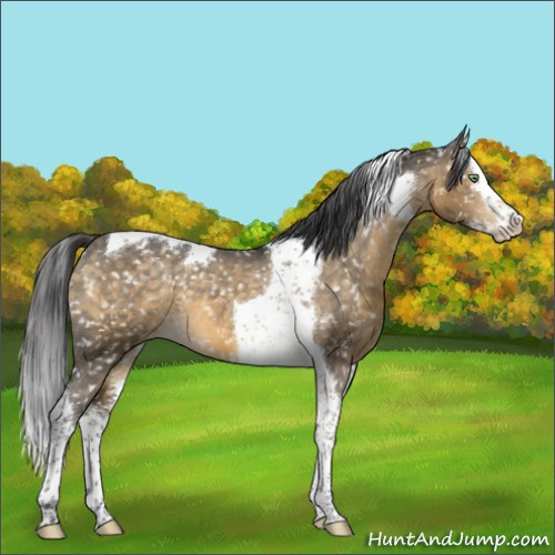 Horse Color:Buckskin Dun Splash Tobiano Snowflake Varnish