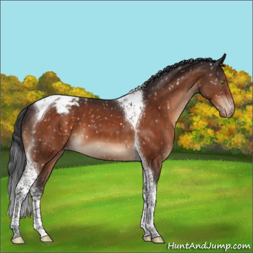 Horse Color:Brown Tobiano Appaloosa 