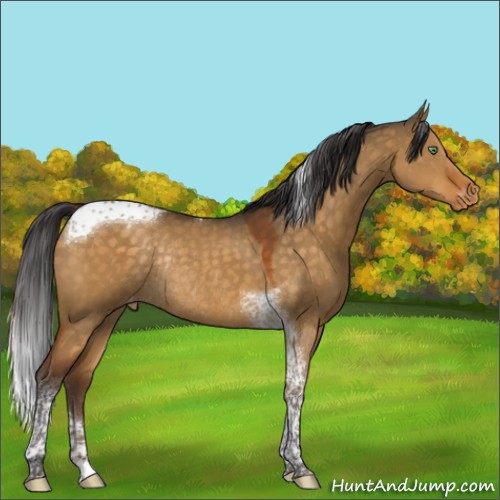 Horse Color:Buckskin Dun Tobiano Appaloosa Rabicano 