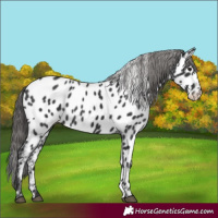 Horse Color:Black Appaloosa 