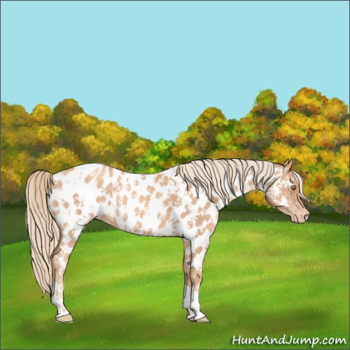 Horse Color:Gold Champagne Appaloosa  and Gold Champagne Appaloosa 
