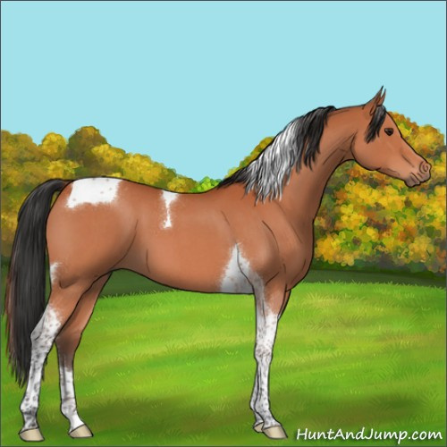 Horse Color:Brown Roan Tobiano