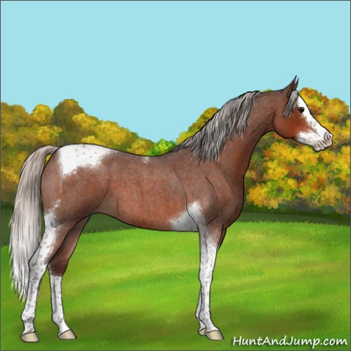 Horse Color:Silver Brown Roan Splash Tobiano 