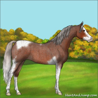 Horse Color:Silver Brown Roan Splash Tobiano 