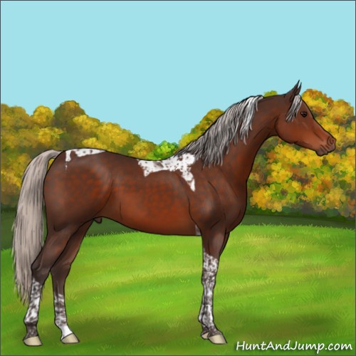 Horse Color:Silver Brown Tobiano 