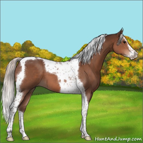 Horse Color:Silver Brown Splash Tobiano 