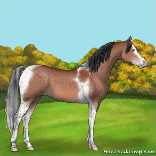 Horse Color:Brown Mushroom Splash Tobiano 