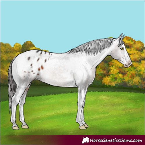 Horse Color:Brown Mushroom Splash Tobiano Appaloosa 