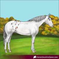 Horse Color:Brown Mushroom Splash Tobiano Appaloosa 