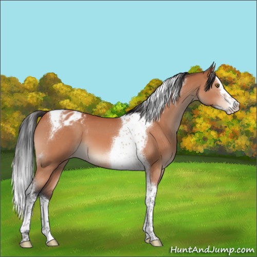 Horse Color:Brown Mushroom Splash Tobiano Appaloosa 