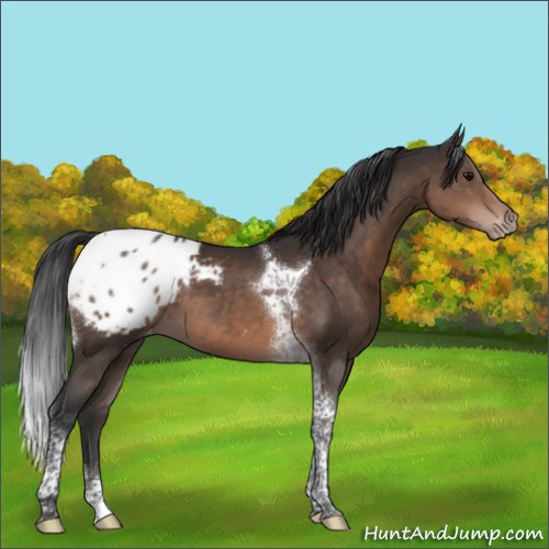 Horse Color:Brown Tobiano Appaloosa 