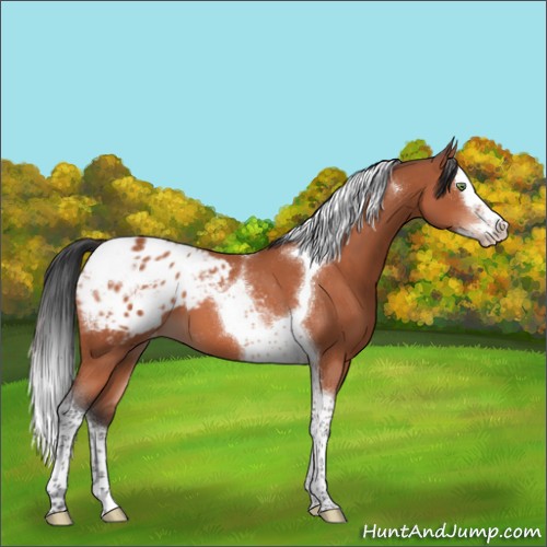 Horse Color:Brown Mushroom Splash Tobiano Appaloosa 