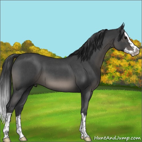 Horse Color:Blue Roan Splash 
