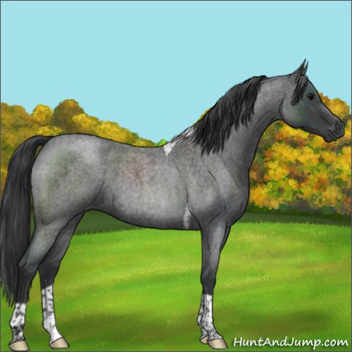 Horse Color:Blue Roan Tobiano 