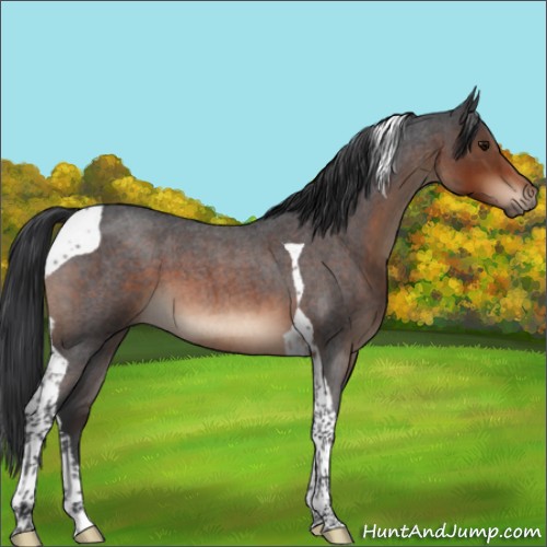 Horse Color:Brown Roan Tobiano 