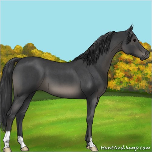 Horse Color:Blue Roan 