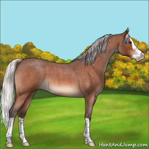 Horse Color:Silver Bay Roan Splash 