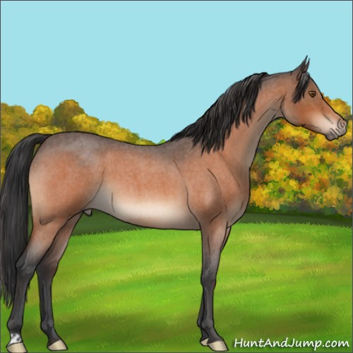 Horse Color:Bay Roan 
