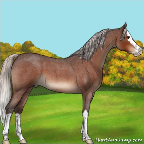 Horse Color:Silver Brown Roan Splash 