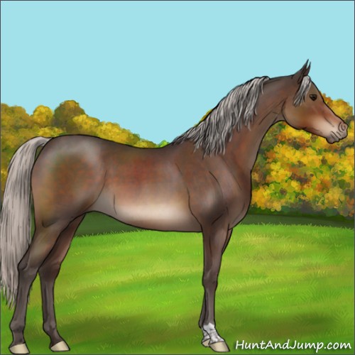 Horse Color:Silver Brown Roan 