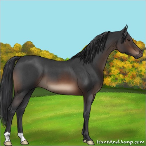 Horse Color:Brown Roan 