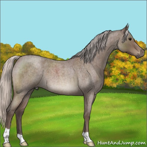 Horse Color:Silver Blue Roan 