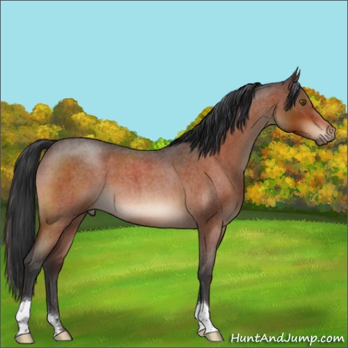 Horse Color:Brown Roan 