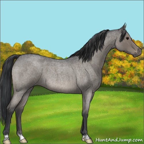 Horse Color:Grullo Roan 