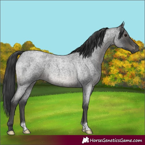 Horse Color:Blue Roan 
