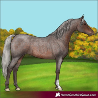 Horse Color:Silver Brown Roan 