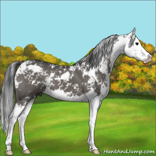 Horse Color:Grullo Sabino Splash 