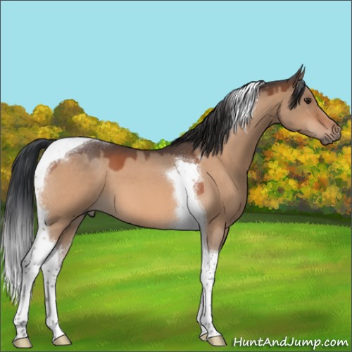 Horse Color:Brown Roan Dun Tobiano 
