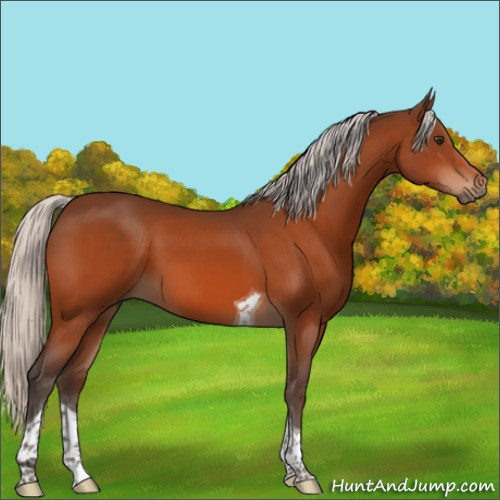 Horse Color:Silver Brown Sabino Tobiano